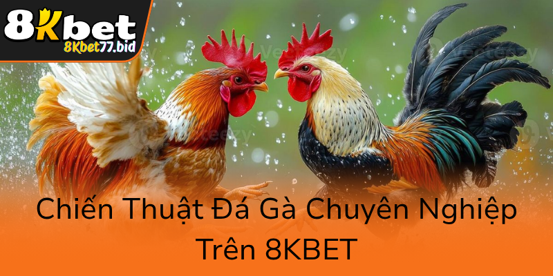 Đá Gà 8KBET – Trải Nghiệm Cá Cược Gà Trực Tuyến Đẳng Cấp Và Uy Tín Nhất Hiện Nay 2 Chien Thuat Da Ga Chuyen Nghiep Tren 8Kbet0