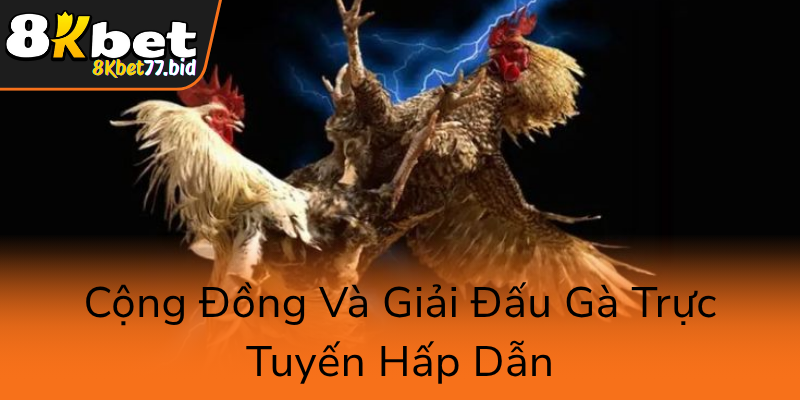 Đá Gà 8KBET – Trải Nghiệm Cá Cược Gà Trực Tuyến Đẳng Cấp Và Uy Tín Nhất Hiện Nay 3 Cong Dong Va Giai Dau Ga Truc Tuyen Hap Dan0
